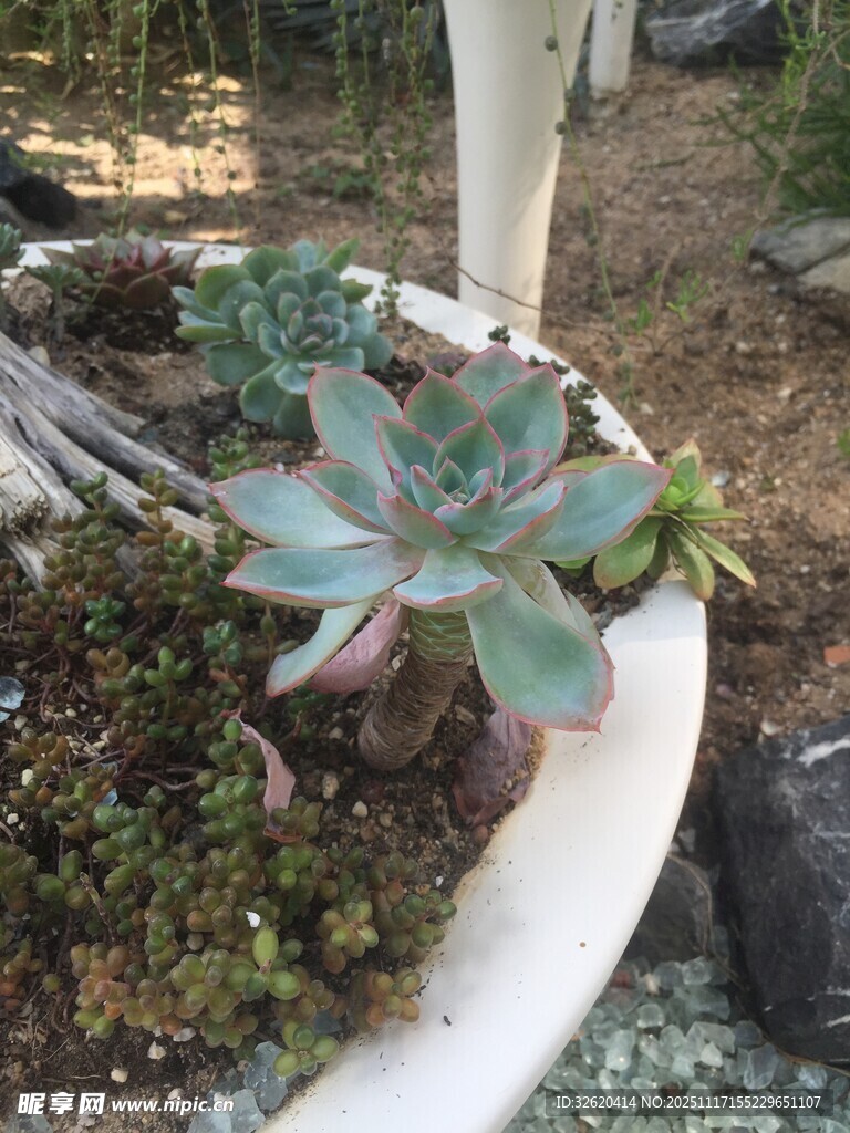 盆中多肉植物生机盎然