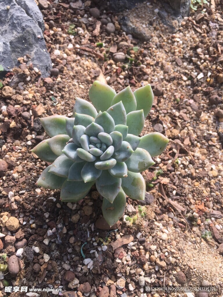 多肉植物