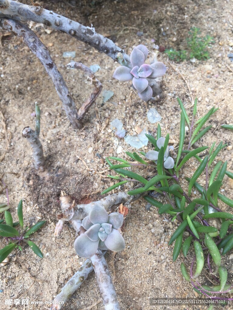 沙地上的多肉植物