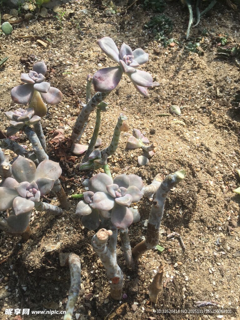 多肉植物