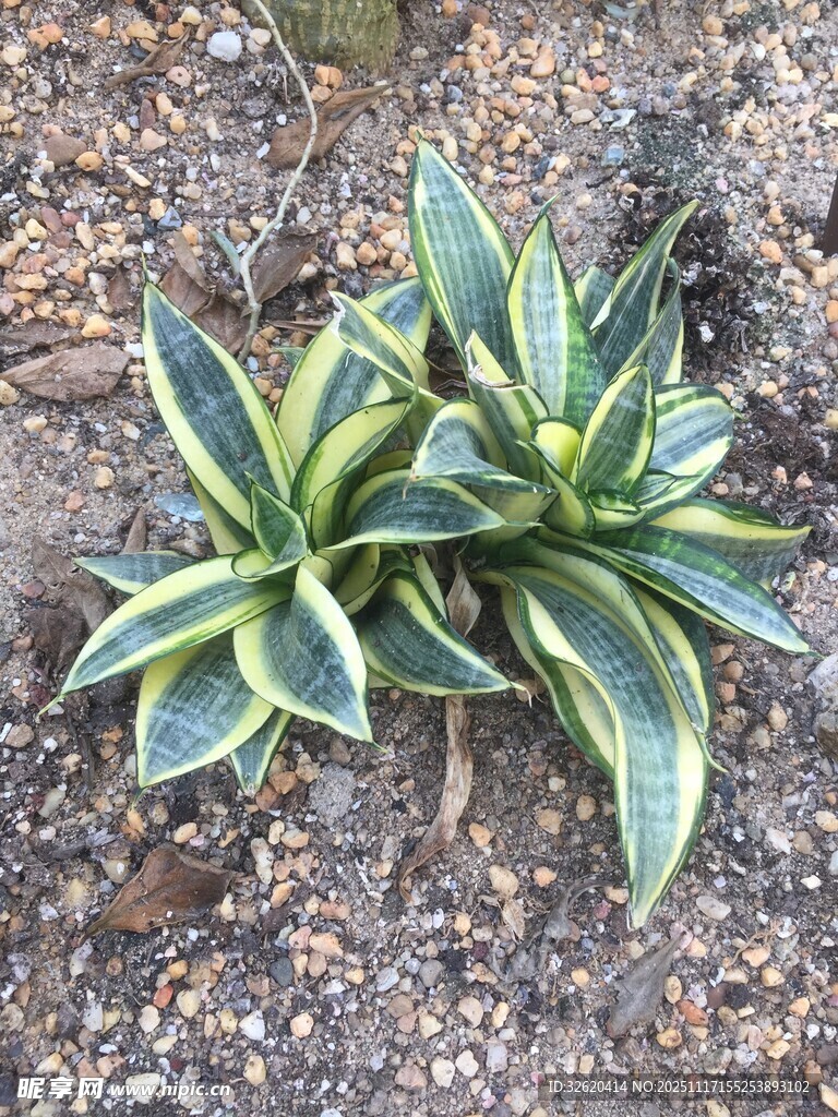 金边龙舌兰植物
