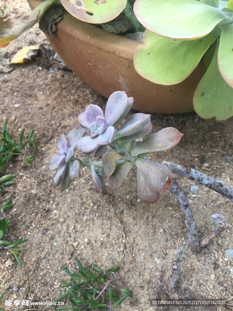 小巧多肉植物生机盎然