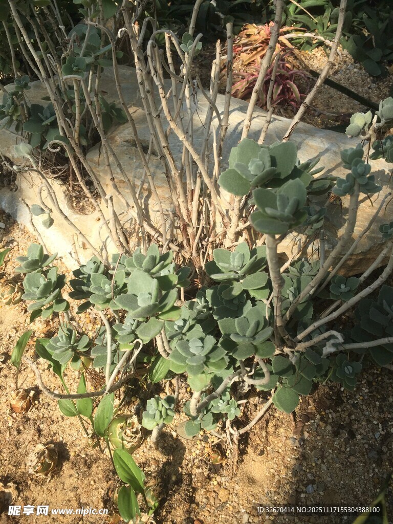 庭院中的绿植与枯萎植物