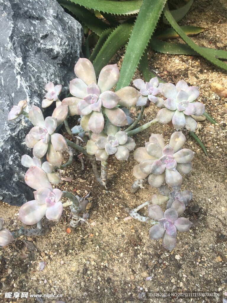 多肉植物