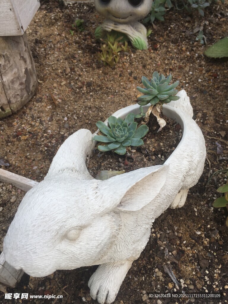 多肉