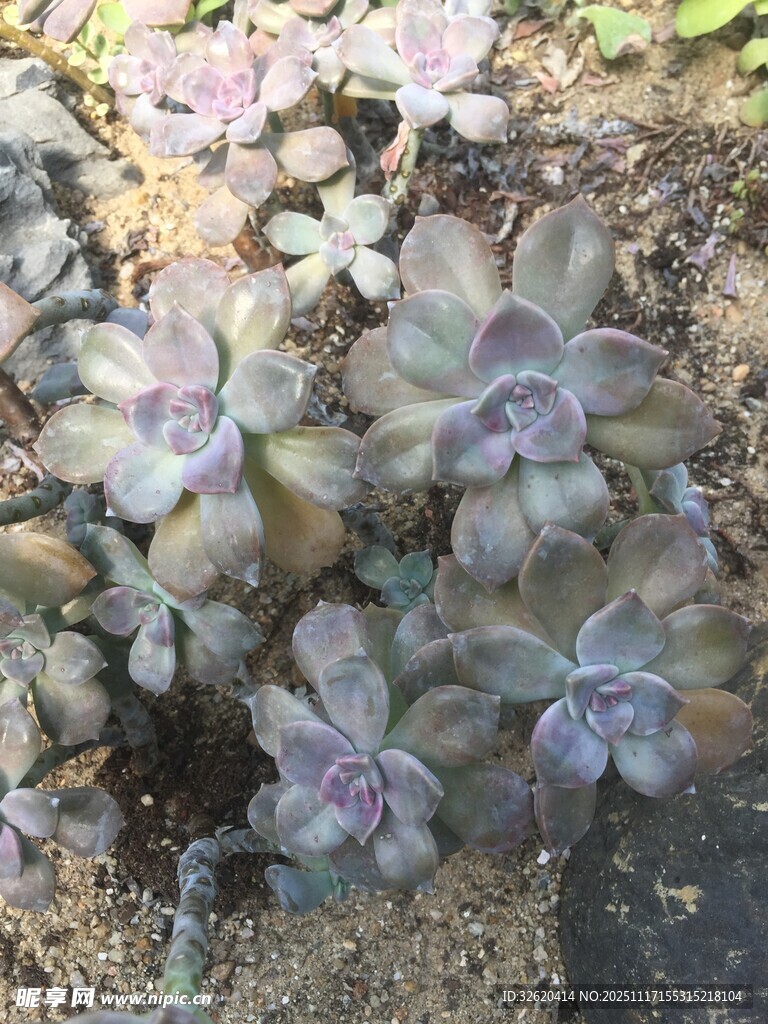 多肉植物群生美丽景象
