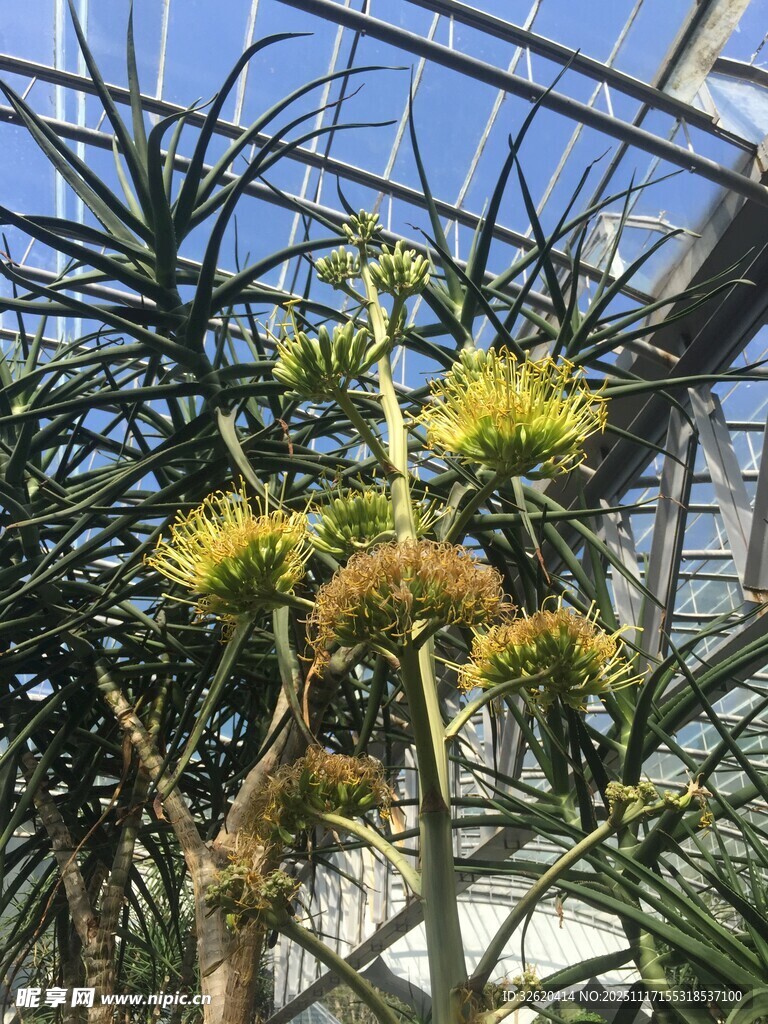 芦荟开花