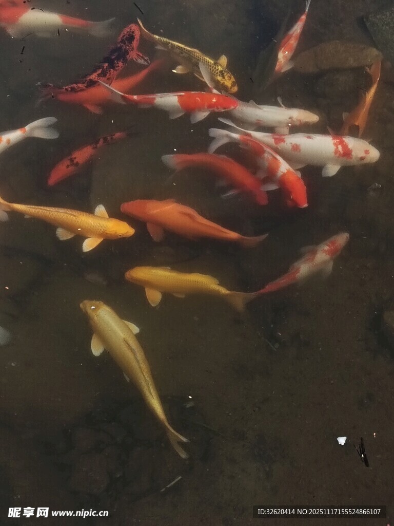 池塘中游动的多彩锦鲤