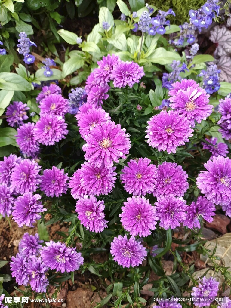 紫色菊花绽放的美丽景致