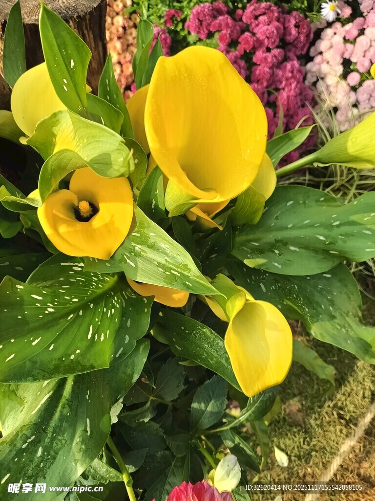 艳丽黄色马蹄莲绽放
