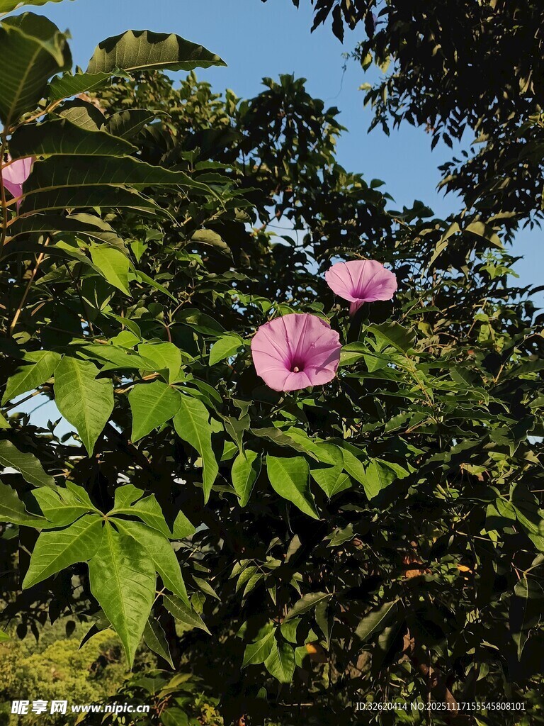 绿叶丛中的粉色木槿花