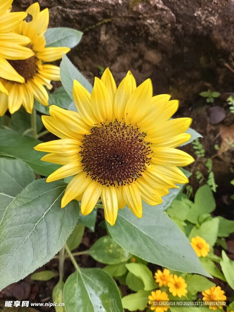 绽放的向日葵与周边小花