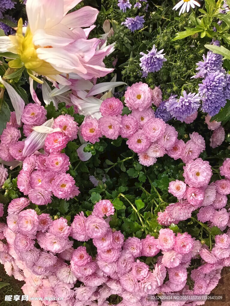缤纷多彩花卉组合