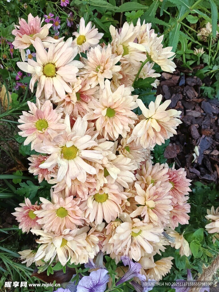 淡粉菊花绽放于绿草间
