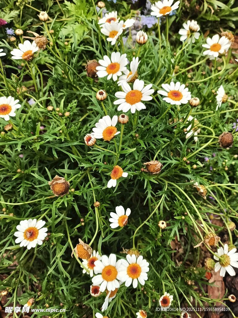 绽放的小雏菊
