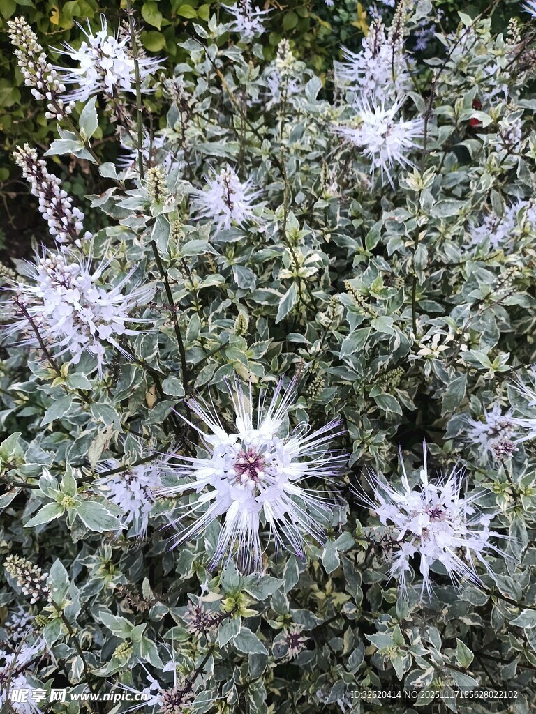 白色花朵植物