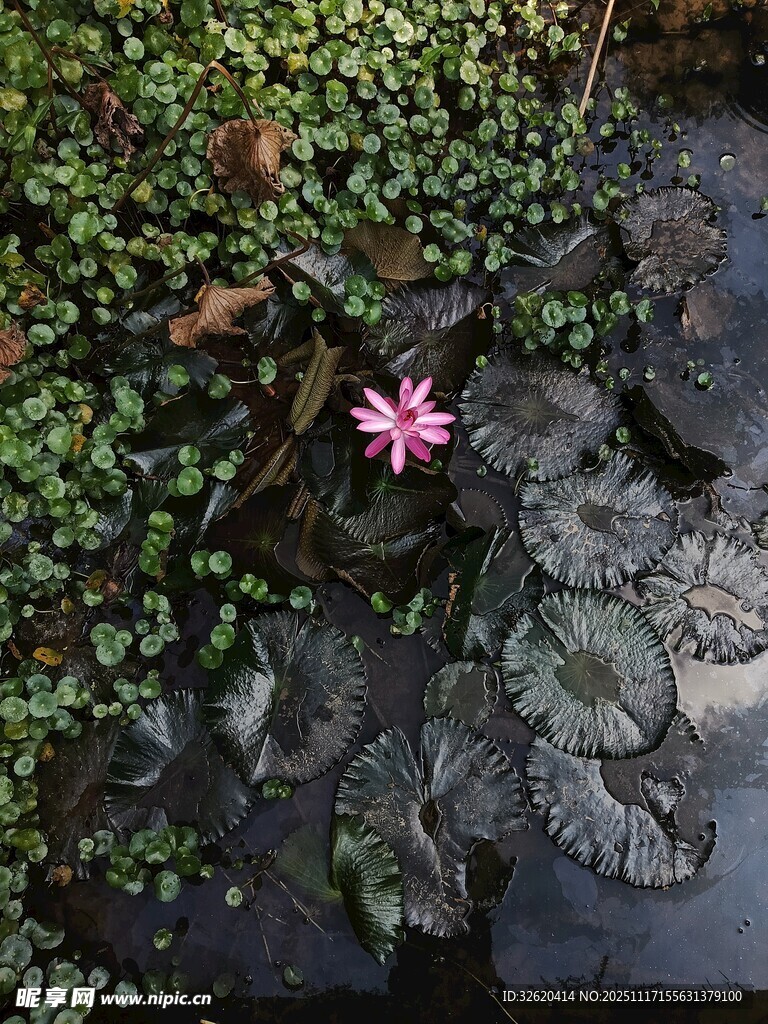 石间绽放的粉色小花