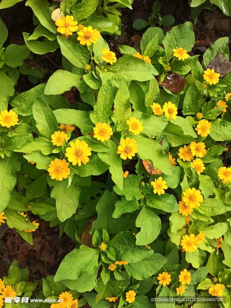 黄色小花与绿叶植物