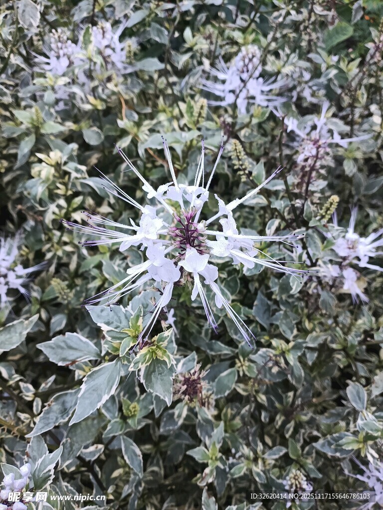 紫色花朵植物