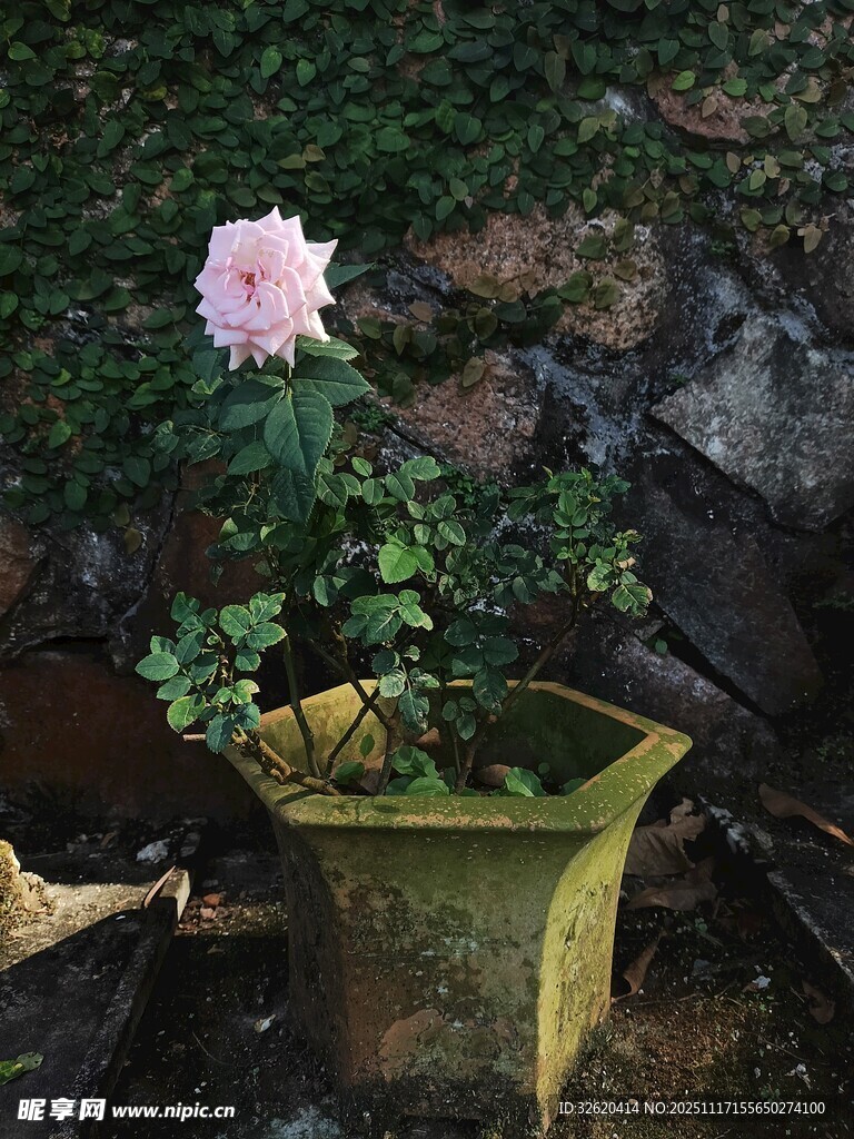 花盆中的粉色花朵
