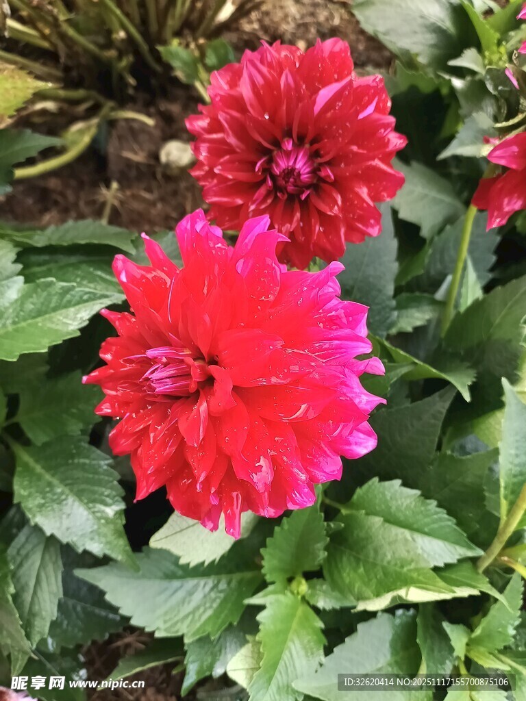 艳丽大丽花绽放绿叶间