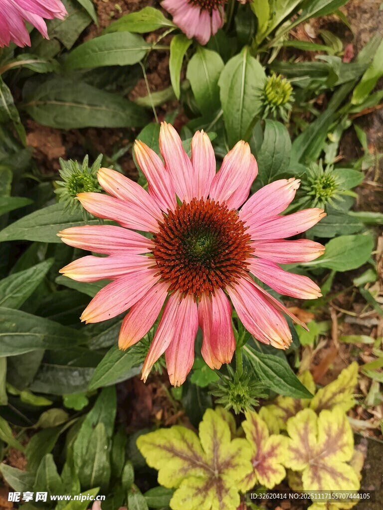 娇艳粉色松果菊绽放