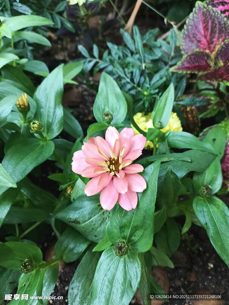 娇艳粉色花朵绽放绿叶间