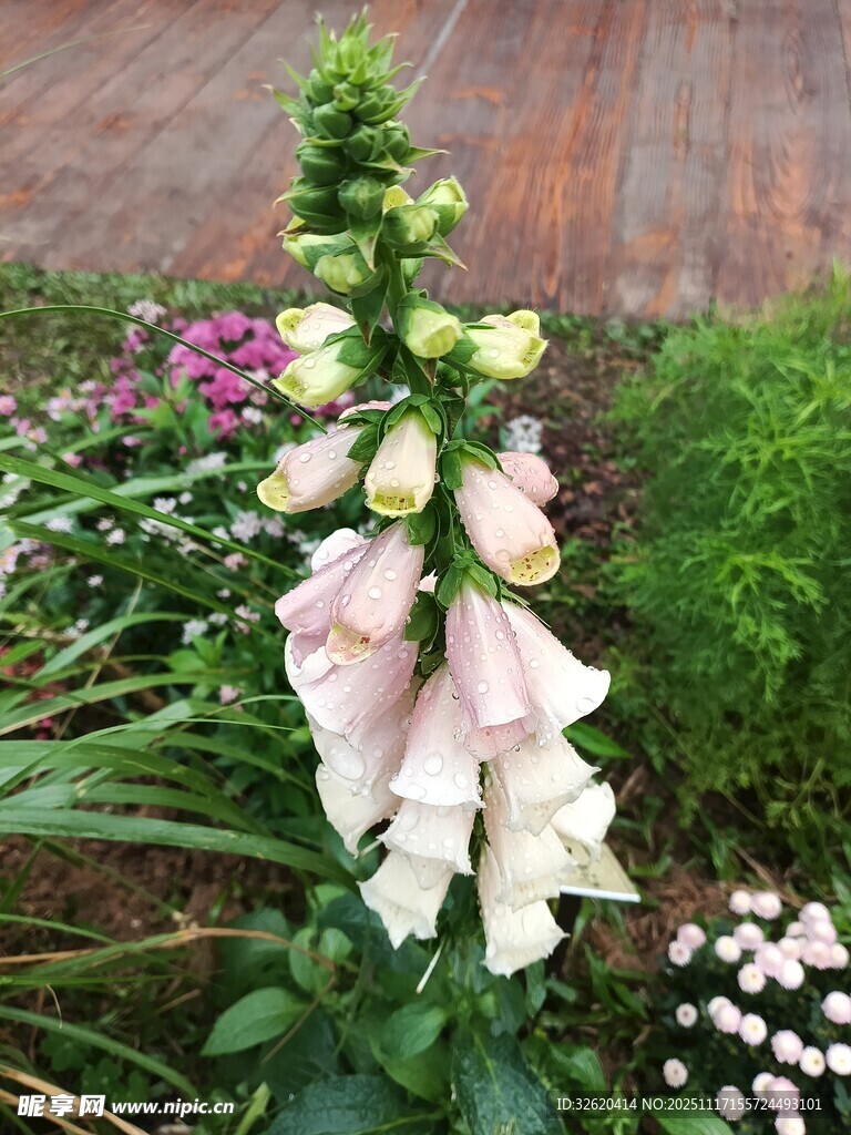 毛地黄绽放于花园中
