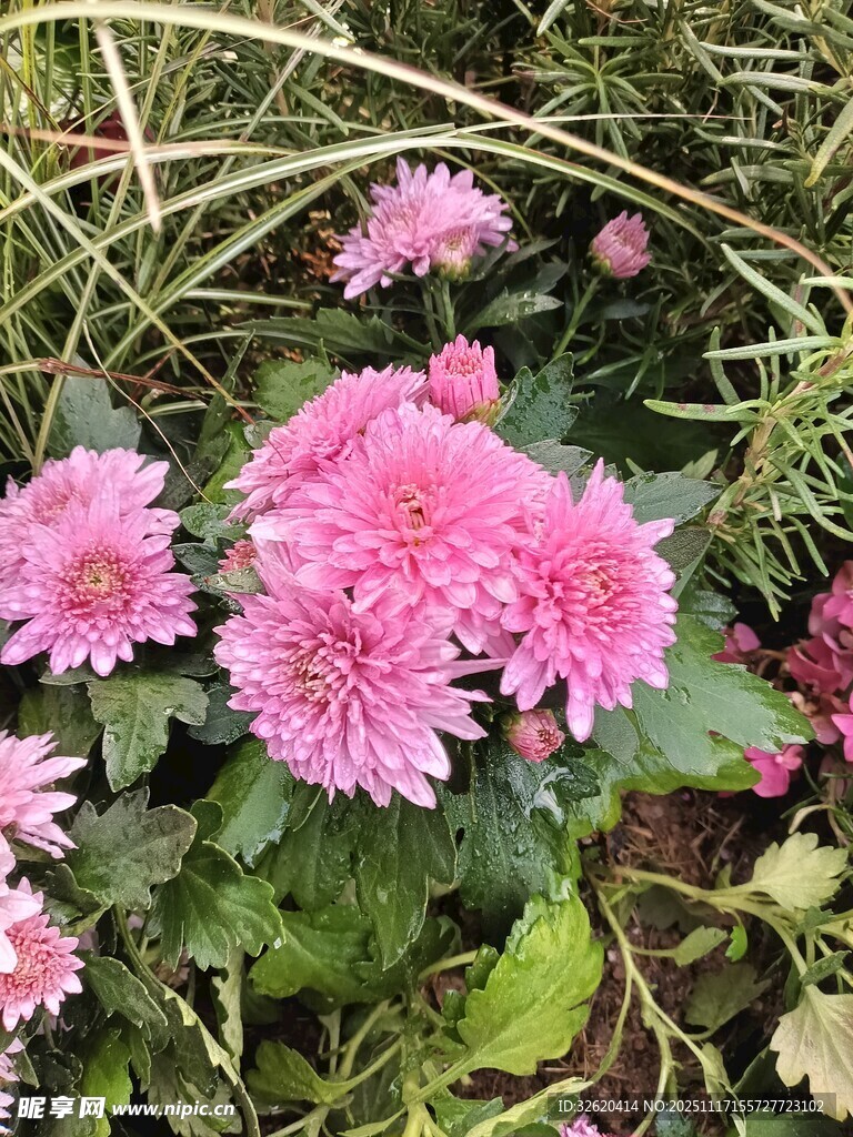 娇艳粉色菊花绽放