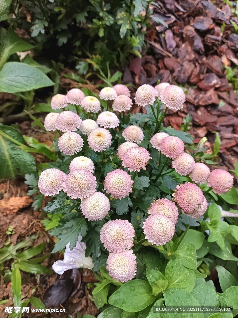 粉色球状花