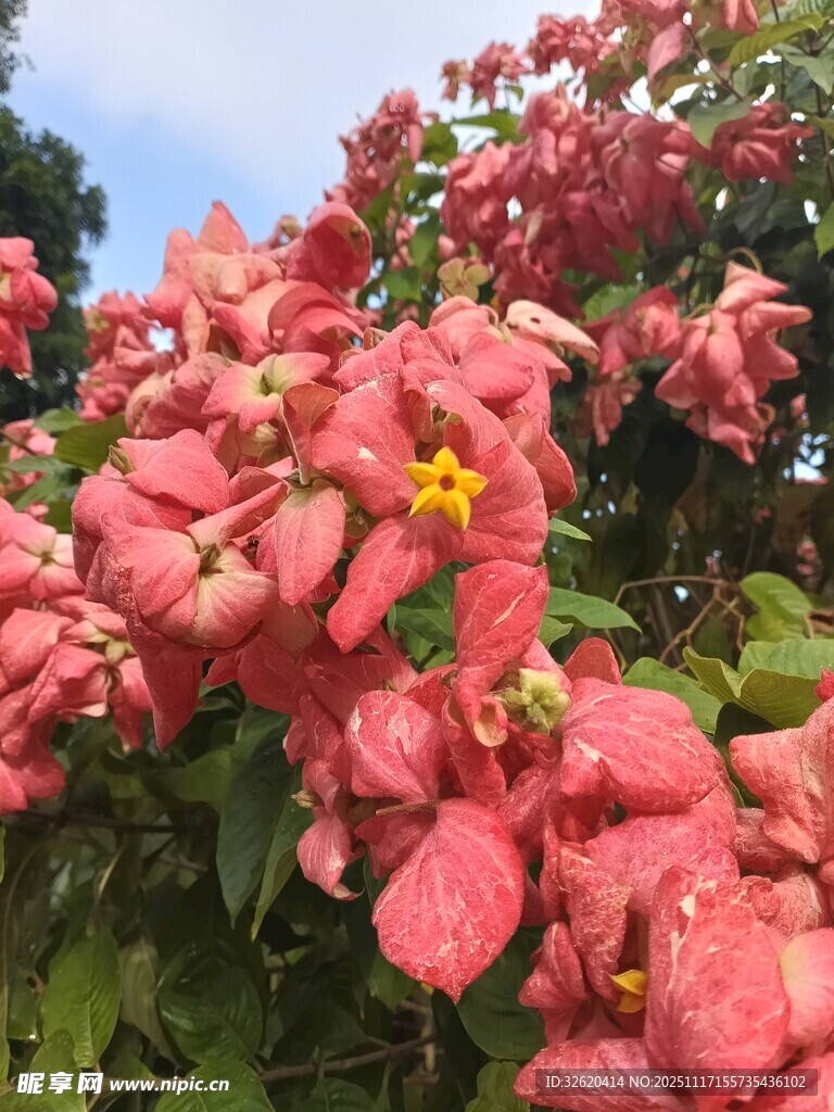 娇艳粉色花卉绽放
