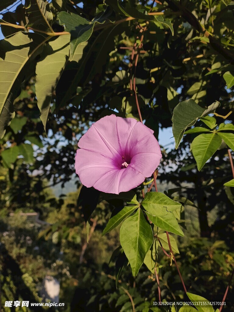 粉色牵牛花绽放绿叶间