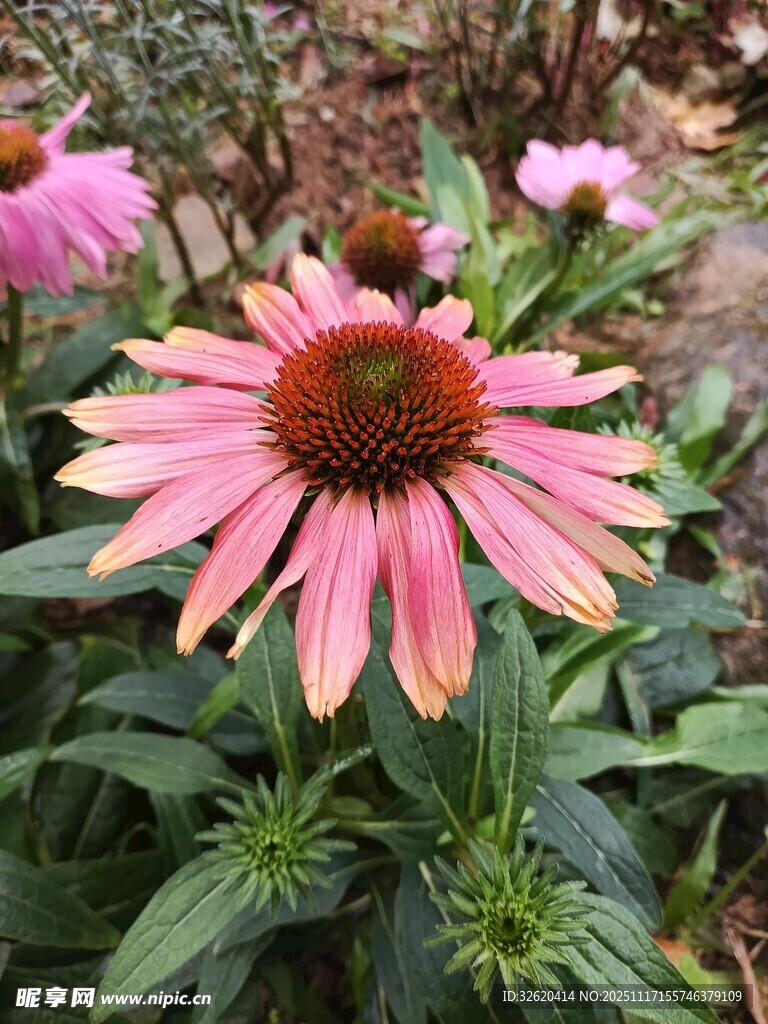 美丽紫锥菊绽放