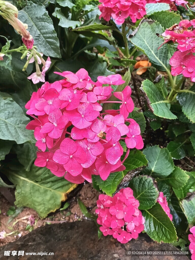 娇艳粉色绣球花绽放