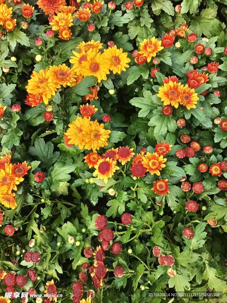 多彩花卉绽放生机