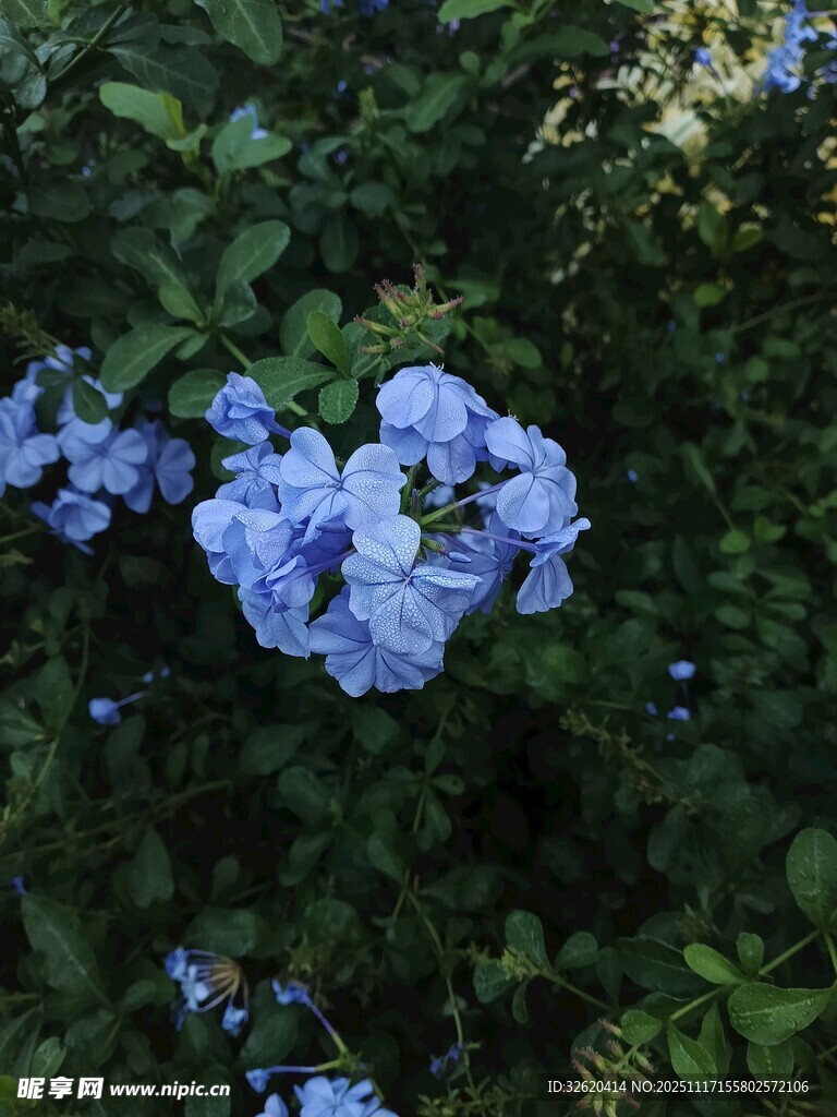 蓝绣球花绽放于绿叶间