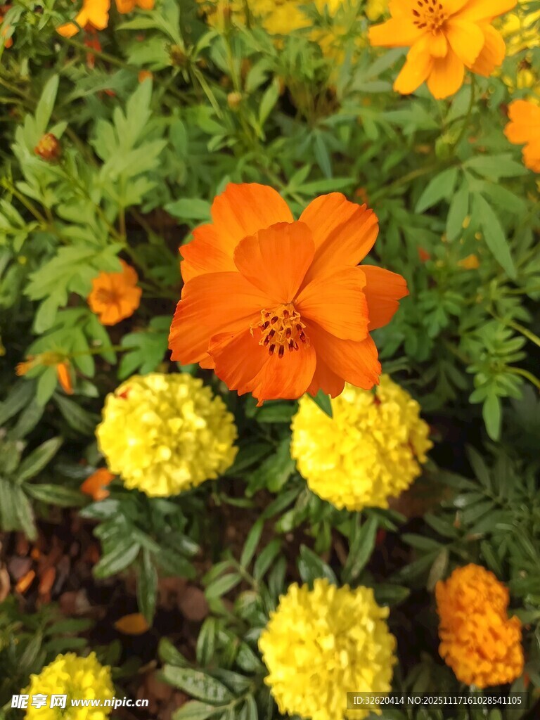 多彩花卉绽放