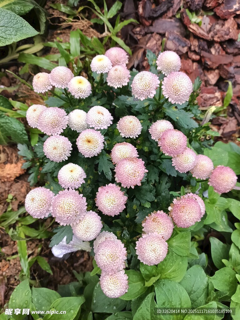粉色球状花卉绽放