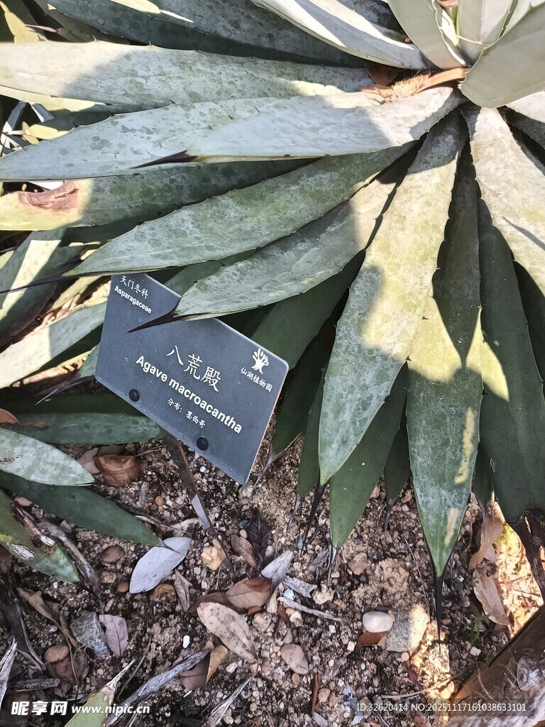 带标牌的绿植叶片