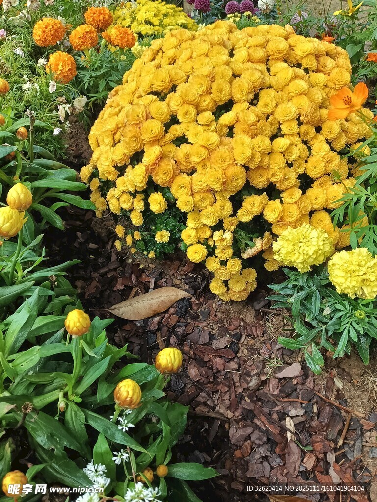 艳丽菊花绽放于绿植间