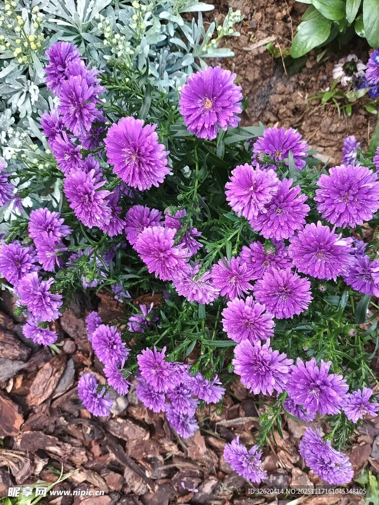 紫色菊花绽放于花园中