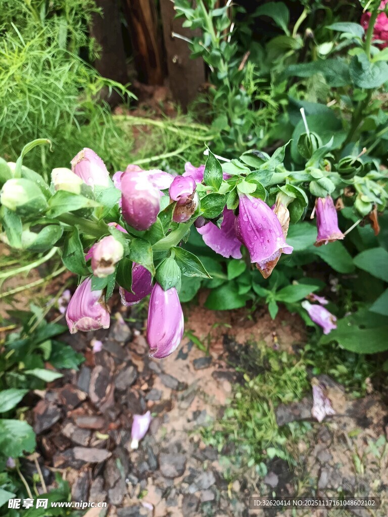 地上绽放的美丽紫色花朵