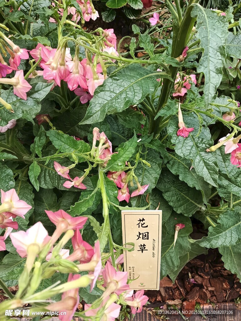 美丽花卉