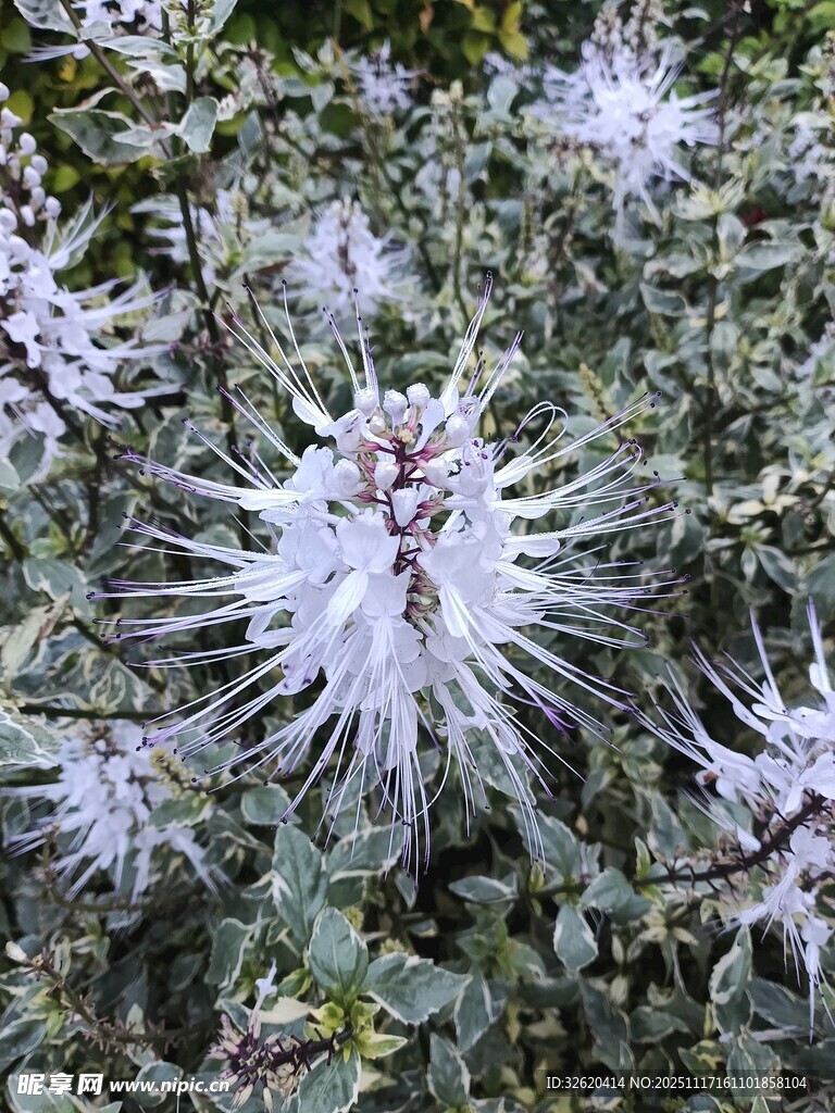 白色绒毛植物