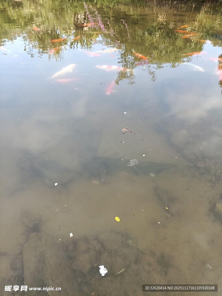 池塘中的锦鲤