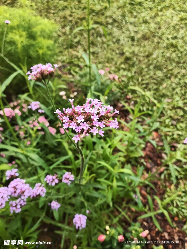 紫色小花绽放于绿草间