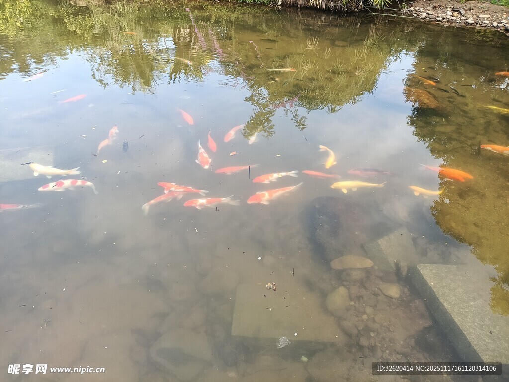池塘中游动的多彩锦鲤