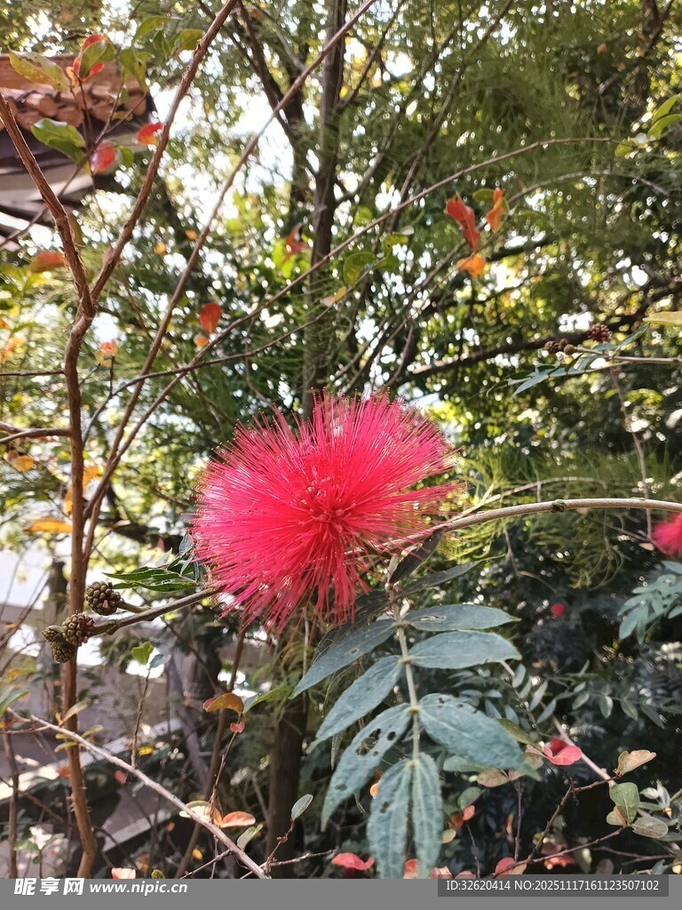 艳丽朱缨花