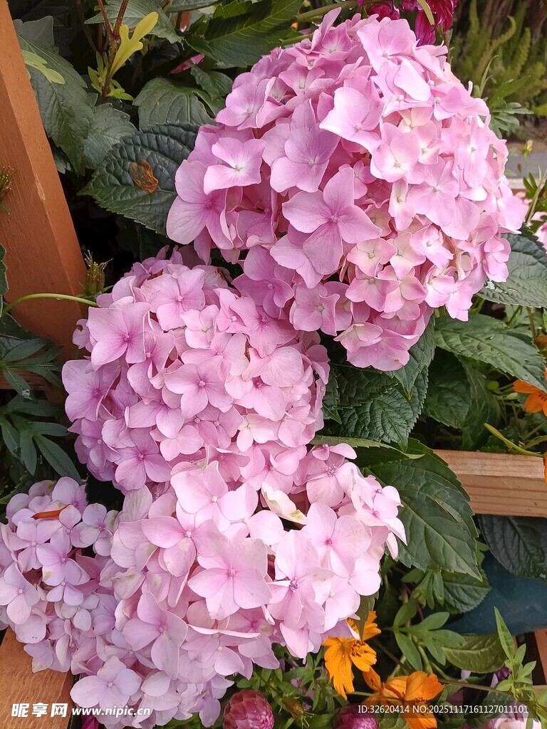 粉艳绣球花绽放美景