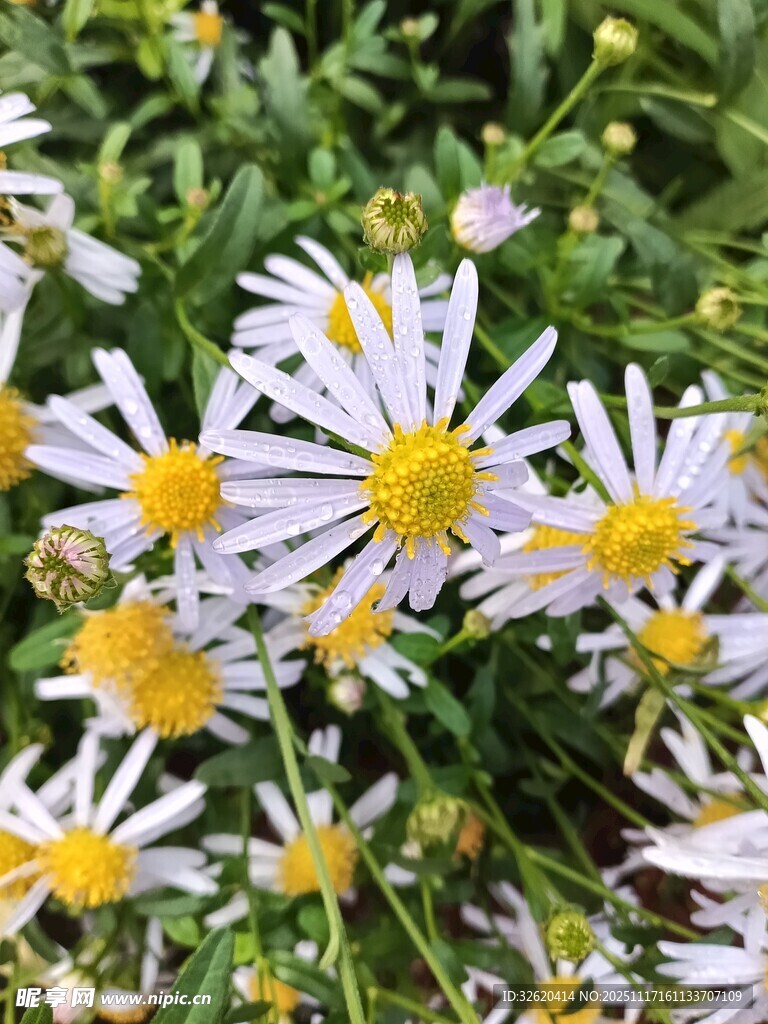 清新小白菊绽放